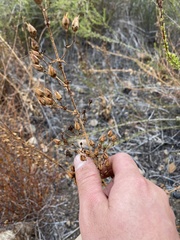 Penstemon spectabilis