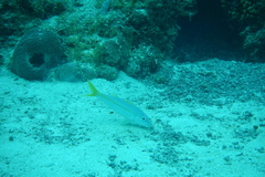 Mulloidichthys martinicus