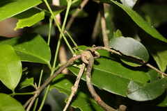 Loeseneriella barbata