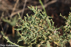 Genista tridentata