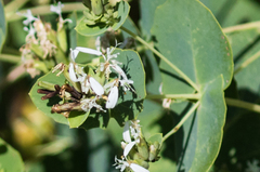 Guardiola platyphylla