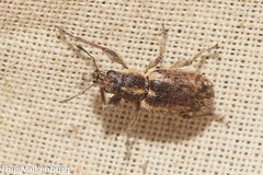 Andrion regensteinense