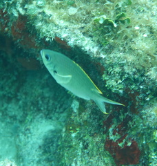 Azurina multilineata