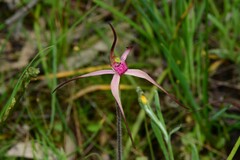 Caladenia versicolor