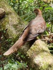 Macropygia phasianella