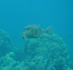 Lactophrys bicaudalis