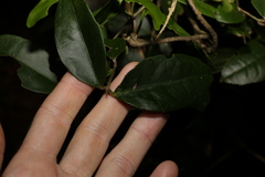 Loeseneriella barbata