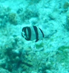 Chaetodon striatus