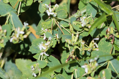 Guardiola platyphylla