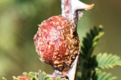 Tanaostigmodes howardii