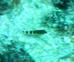 Malacoctenus triangulatus