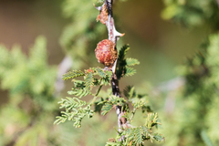 Tanaostigmodes howardii