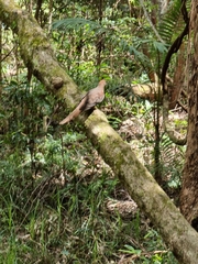 Macropygia phasianella