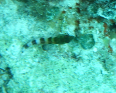 Malacoctenus triangulatus
