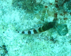 Malacoctenus triangulatus