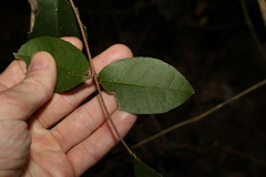 Loeseneriella barbata