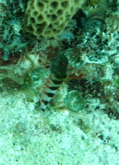 Malacoctenus triangulatus