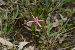 Caladenia versicolor