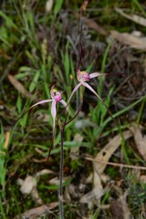 Caladenia versicolor