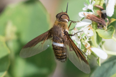 Exoprosopa rostrifera