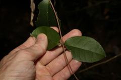 Loeseneriella barbata