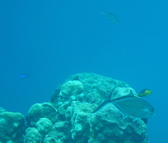 Azurina multilineata