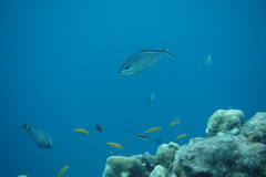 Caranx ruber