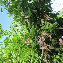 Antigonon leptopus