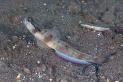 Mask Shrimpgoby photo 5