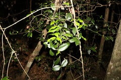 Loeseneriella barbata