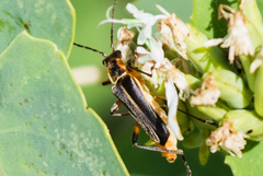 Chauliognathus obscurus