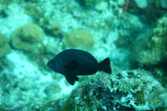 Hypoplectrus nigricans