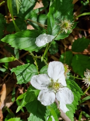 Rubus rosifolius