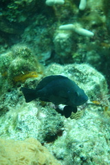 Hypoplectrus nigricans