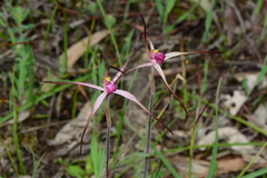 Caladenia versicolor