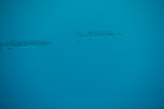Sphyraena barracuda