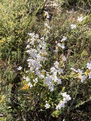 Euphrasia collina