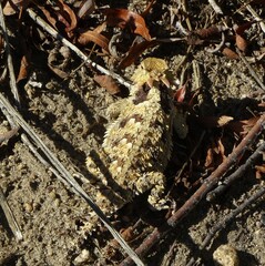 Phrynosoma blainvillii