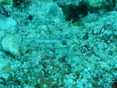 Coryphopterus dicrus