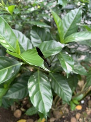 Chlorocyphidae