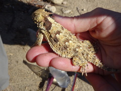 Phrynosoma blainvillii