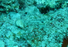 Coryphopterus dicrus