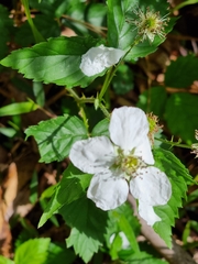 Rubus rosifolius