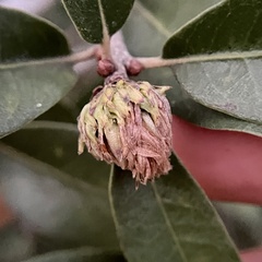 Andricus quercusfoliatus