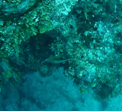 Canthigaster rostrata