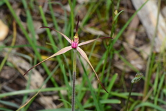 Caladenia versicolor