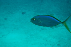 Caranx bartholomaei