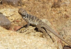 Crotaphytus bicinctores