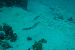 Caranx bartholomaei