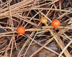 Mycena strobilinoidea